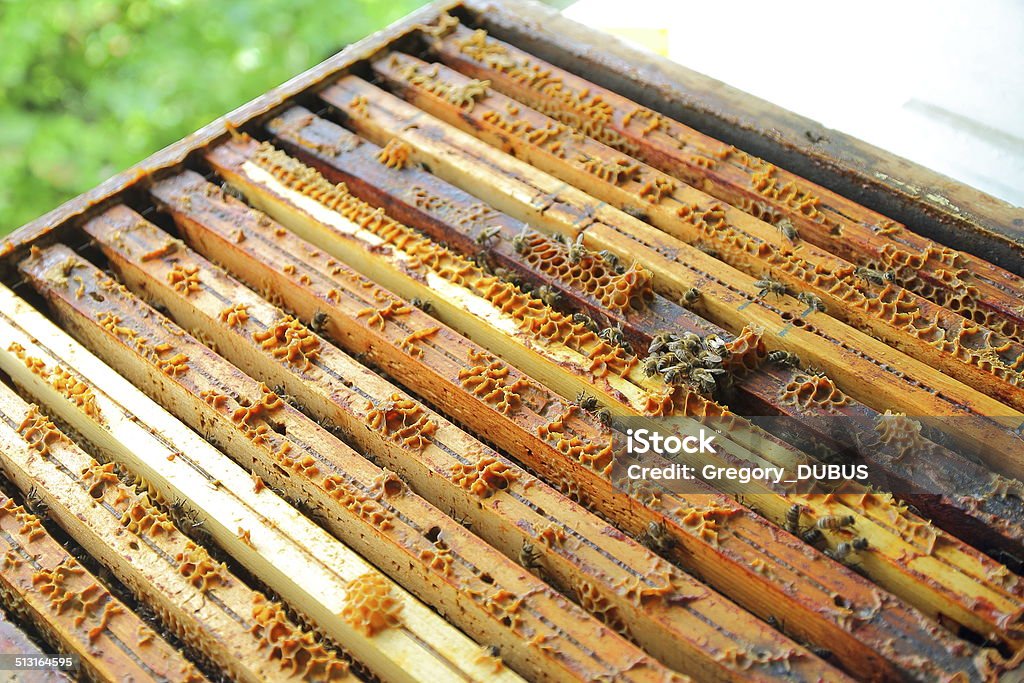 Innenraum mit hölzernen Bienenstock - Lizenzfrei Bienenstock Stock-Foto