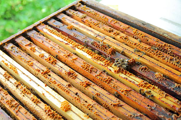 Interior of wooden homemade beehive. Honeycomb wooden frame with beeswax.