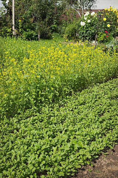 istock Mustard grows and will be used, as fertilizer 513165957