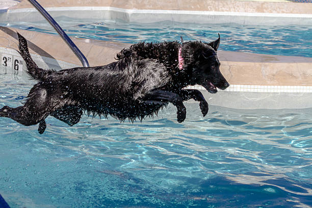 istock Dogs Swimming in Public Pool 513166401