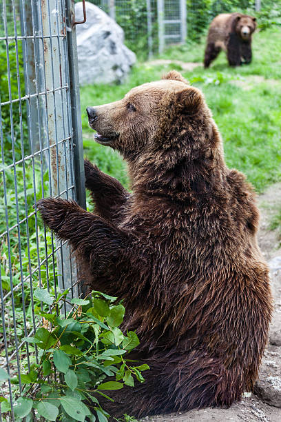 istock Grizzly Bears in Captivity 513178051