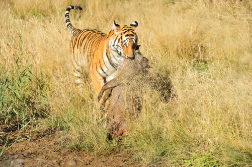 Tigers are stealthy predators that spring a surprise to its prey, before quickly pinning them down and break its nect with a fatal bite.