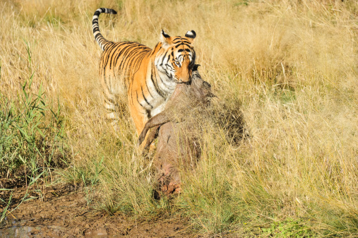 The head of a  tiger (close-up)