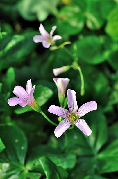 istock beautiful little flower 513179397