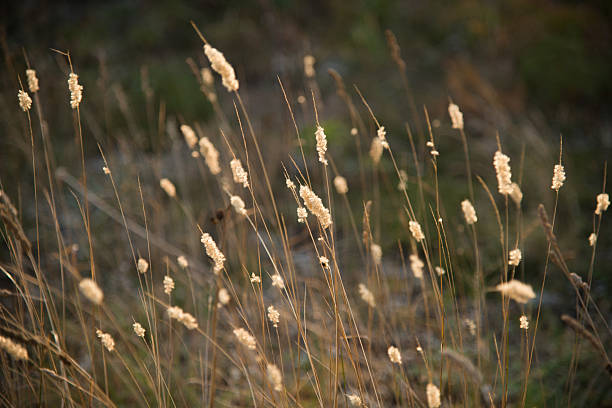 istock Flower meadow at sunset 513179489