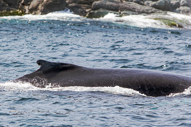 istock humpback whale, scars on skin 513181417