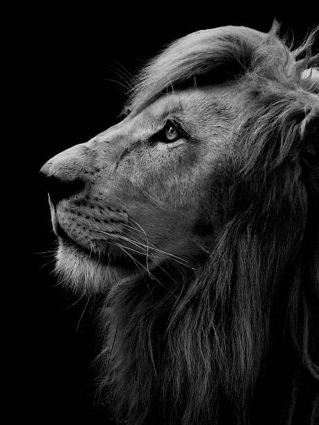 Lion's Head Black and White Portrait of Lion's Head asian lion stock pictures, royalty-free photos & images