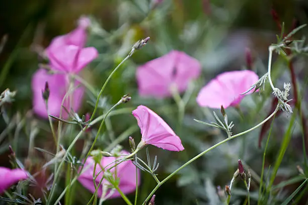 Pink Bindweeds in a field. Horizontal shot with selective focus
