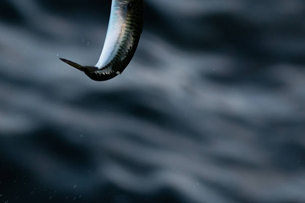 istock Mackerel (Fish) Being Caught By Fisherman 513183015