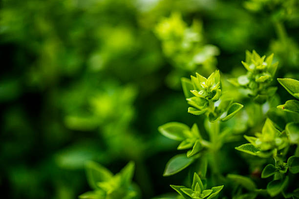 istock leaves of basil 513183831