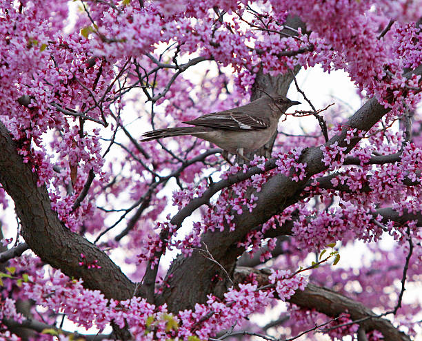istock Mocking Bird in Tree with Pink Flowers 513183945