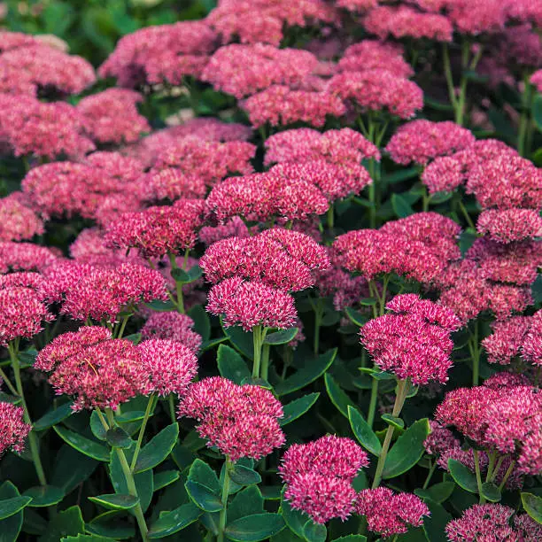 pink stonecrop in a late summer garden, morning