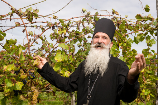Senior priest with white beard thanking God for grapes, harvesting in Europe.