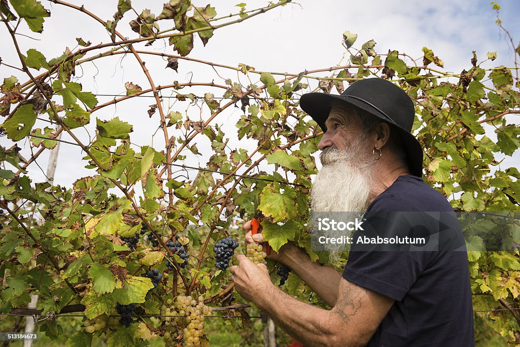 Senior hombre con barba larga retiro de uvas, cosechar en Europa - Foto de stock de 65-69 años libre de derechos