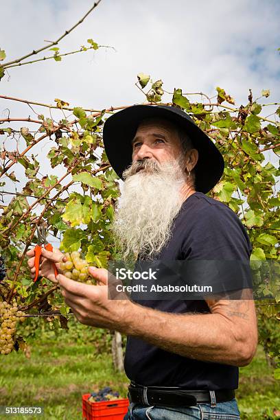 Senior Hombre Con Sombrero Y Larga Barba Retiro Uvas Europa Foto de stock y más banco de imágenes de 65-69 años