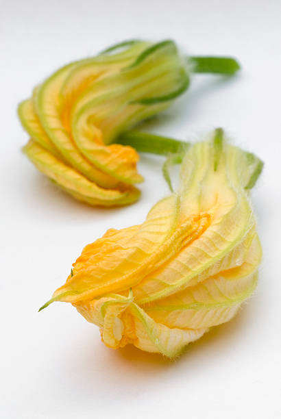 istock squash blossoms or pumpkin flowers 513185757