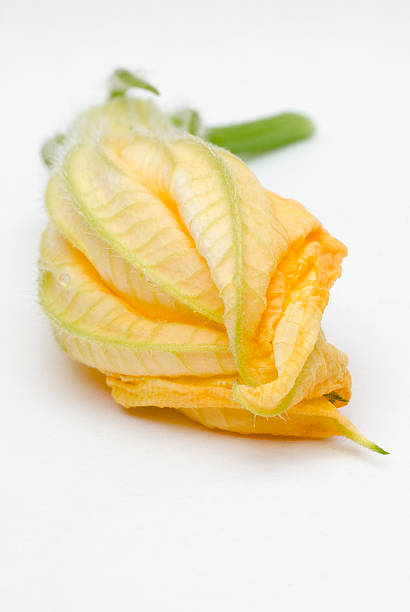 istock squash blossoms or pumpkin flowers 513185759