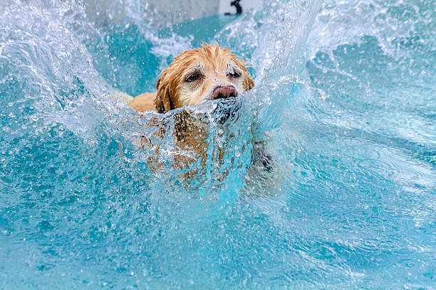 istock Dogs Swimming in Public Pool 513203637
