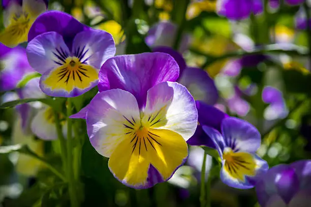 Colorful violets in summertime