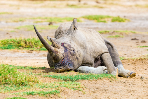 White rhinoceros at Lake Nakuru National Park in Kenya - double horns