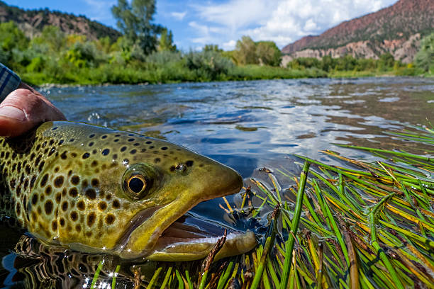 istock Brown Trout Fly Fishing Closeup 513204283