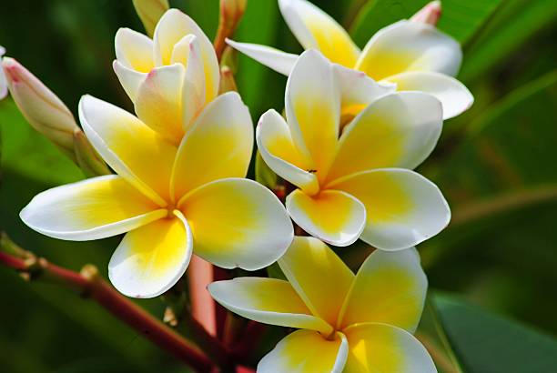 istock Frangipani, Plumeria, Templetree 513204335