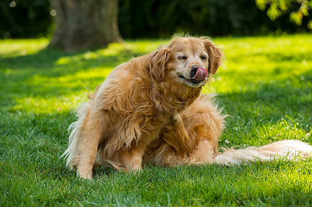 A eight year old Shabby Senior Golden Retriever scratching for fleas. \