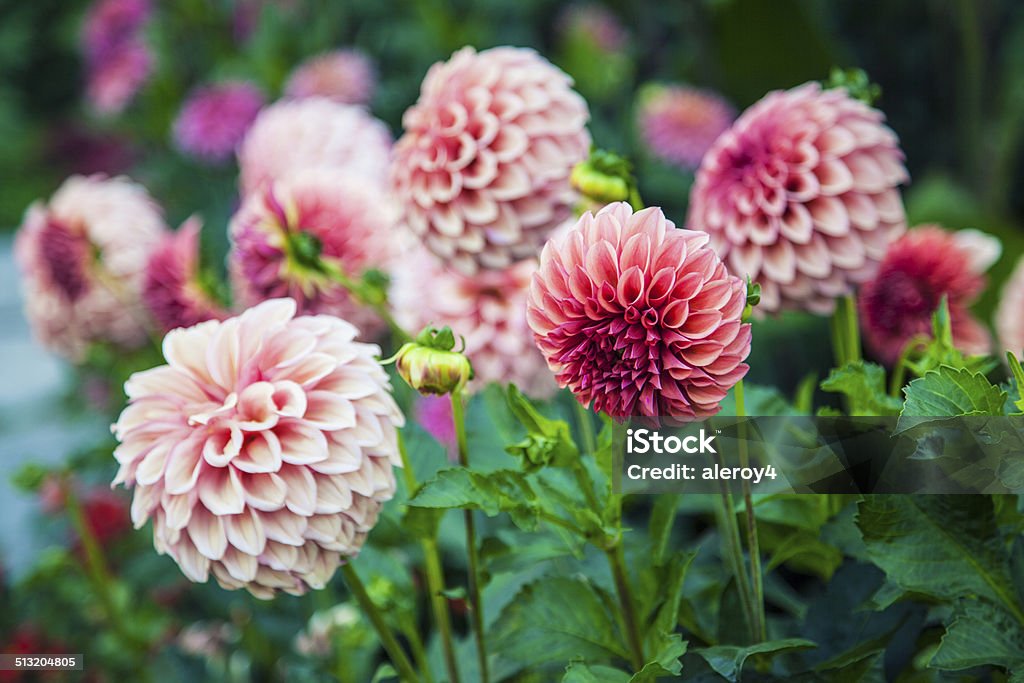 dahlias rose - Photo de Dahlia libre de droits