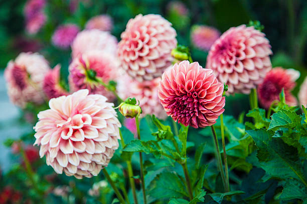 rosa dahlias - dália imagens e fotografias de stock