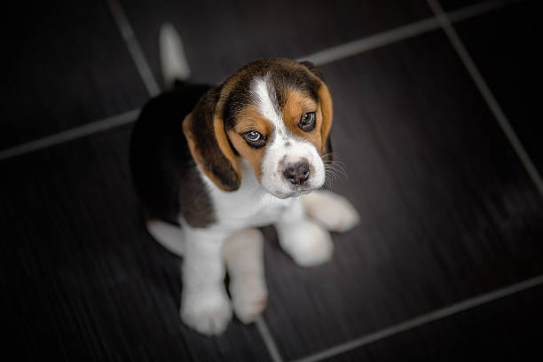 istock beagle puppy dog looking up 513206871