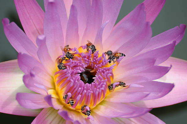 istock Beautiful lotus with many bees. 513207129