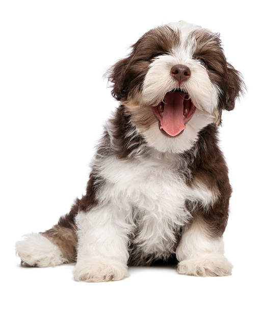 istock Funny yawning chocholate havanese puppy dog 513207201