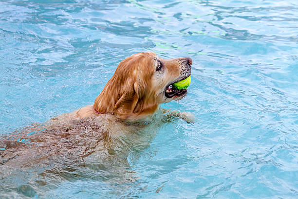 istock Dogs Swimming in Public Pool 513208179
