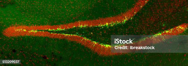 New Born Neurons In The Transgenic Mouse Hippocampus Stock Photo - Download Image Now