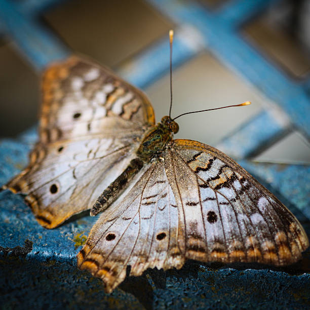 istock White Peacock Anartia Jatrophae 513209503