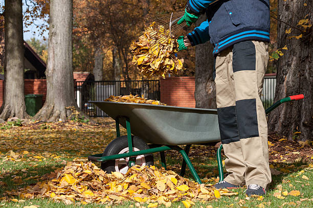 istock Autumn leaves grabbing 513211087