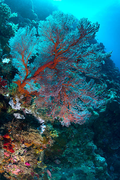 istock Gorgonian sea fan - Palau, Micronesia 513222690