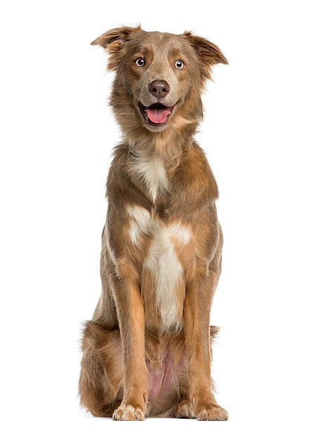 istock Australian Shepherd sitting in front of a white background 513223098