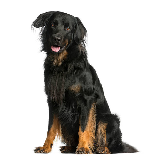 istock Hovawart sitting in front of a white background 513223260