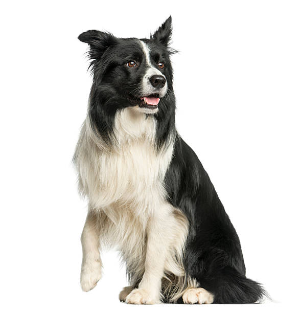 istock Border Collie sitting in front of a white background 513223426