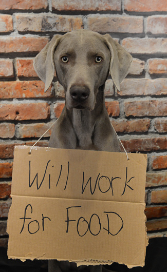 This is an image of a Weimaraner sitting against a brick wall wearing a cardboard sign that reads 