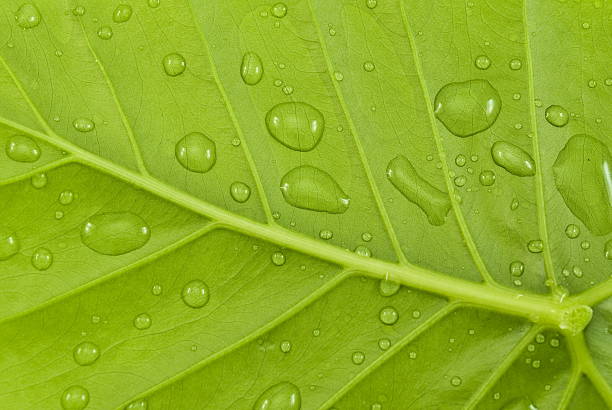 istock Green leaf with water droplets 513225418
