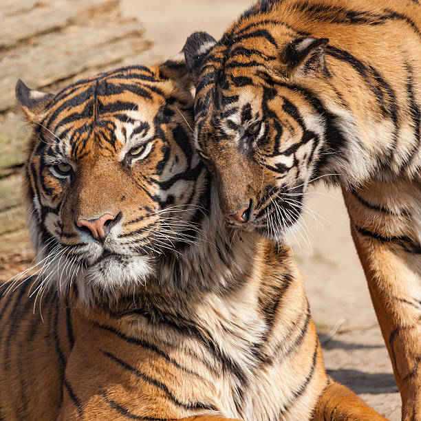 istock Close-up of a Tigers face. 513226068