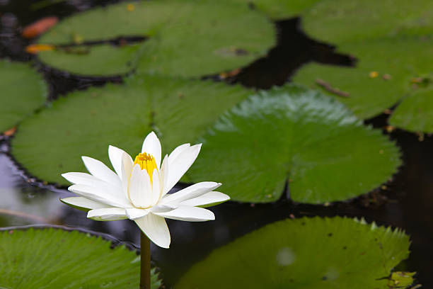 istock White lotus on the pond 513226296