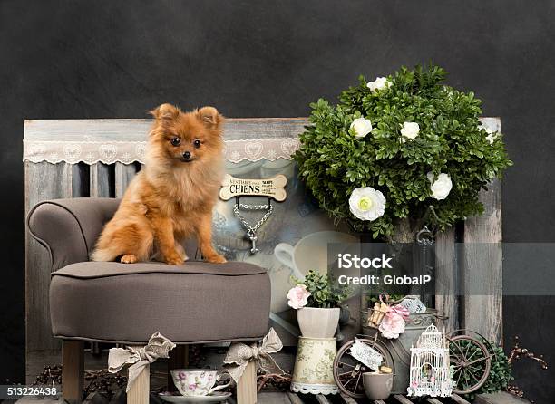 Spitz In Front Of A Rustic Background Stock Photo - Download Image Now - Animal, Branch - Plant Part, Brown