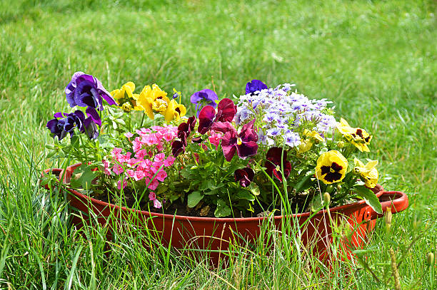Osteospermum for sale on a flower stall in France