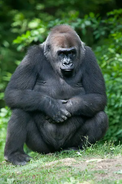 Photo of Gorilla