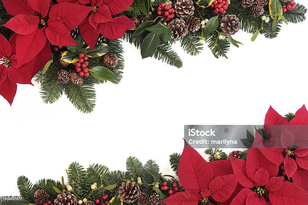 Christmas Floral Border Christmas poinsettia flower background border with holly, ivy, mistletoe, pine cones and fir leaf sprigs over white. Poinsettia Stock Photo
