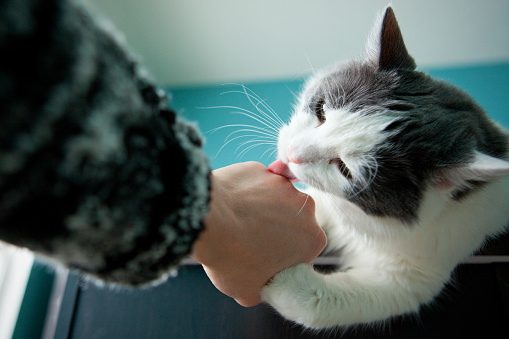 A young white cat licking the hand of her owner who is holding her paw.