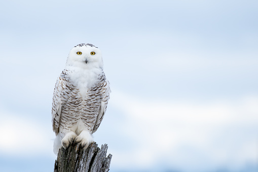 Snowy Owl, Bubo Scandiacus, perched on a post making eye contact with piercing yellow eyes.